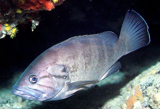 Epinephelus  caninus_05